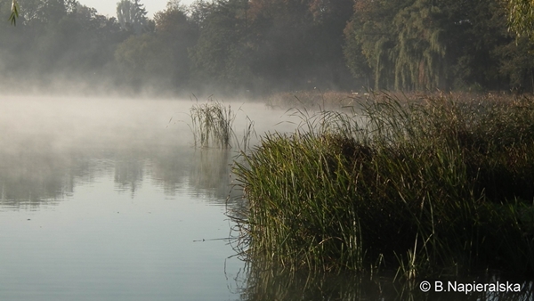 Miedzychód